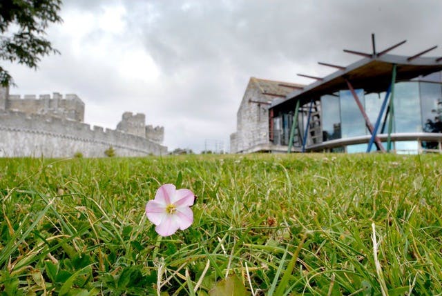 A flower in the grass in front of St Donats Arts Centre